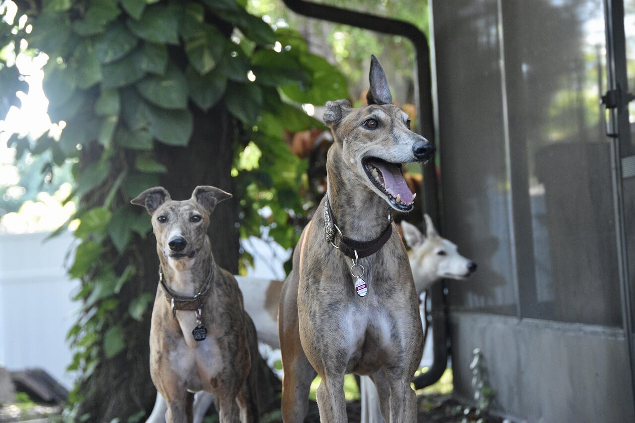 What Does a Splintered Dog Bone Look Like? Best 7 Tips!