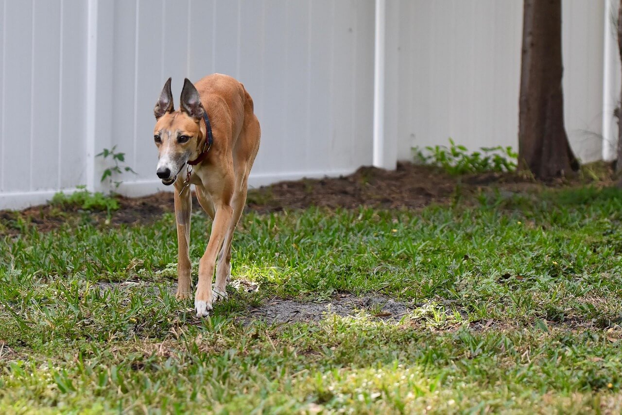 Dog Agility Classes: Best 7 Expert Tips!