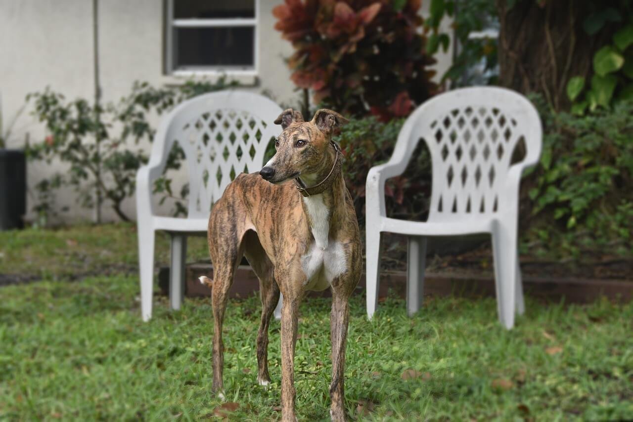 Ventrum Dog: Best 7 Expert Tips!