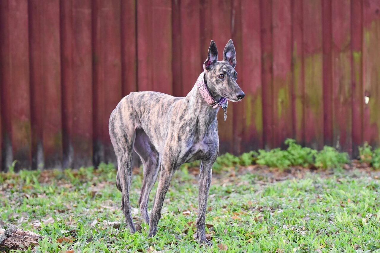 Is Salvia Toxic to Dogs? Best 7 Health Tips!