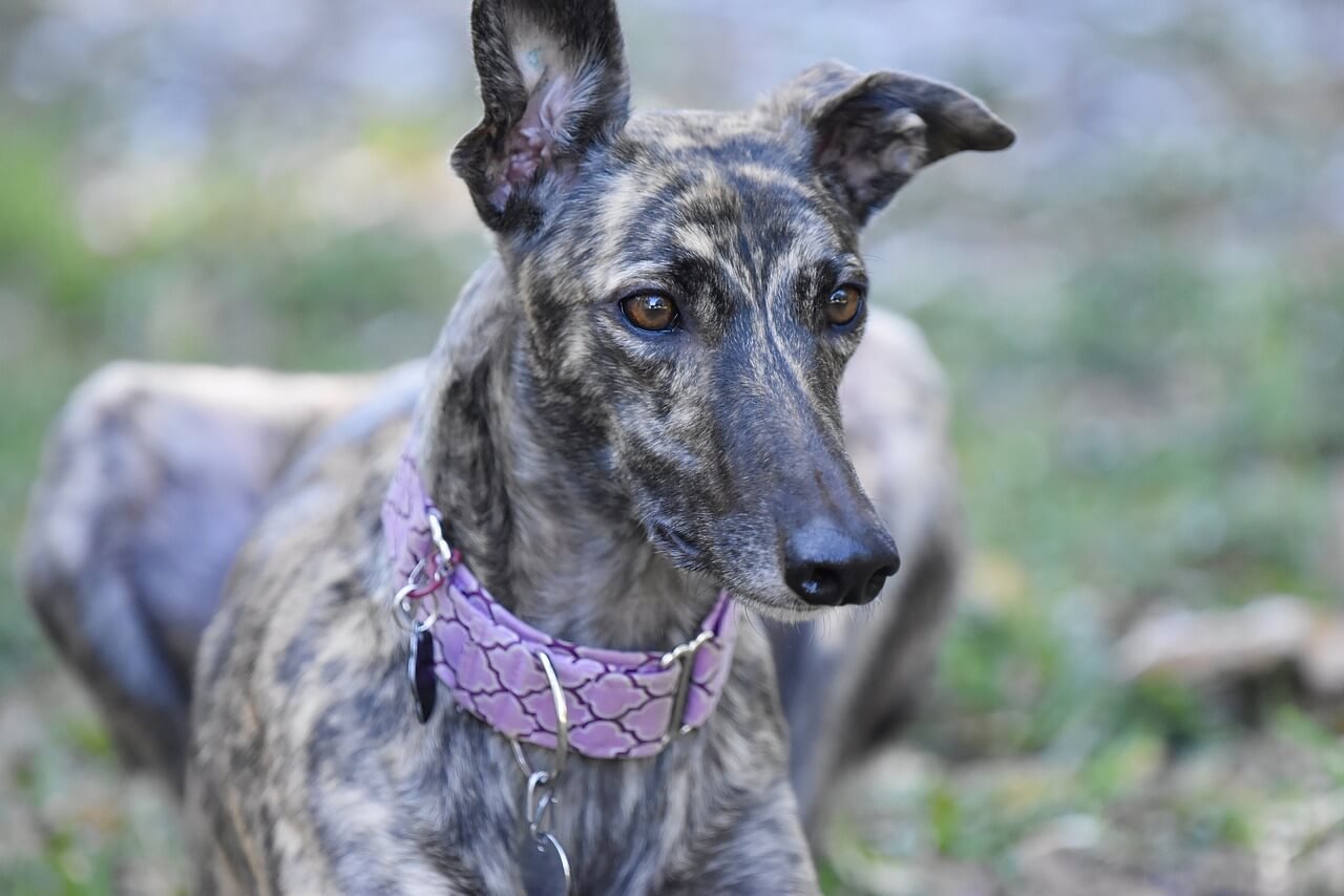 Eclampsia in Dogs: Best 7 Expert Tips!