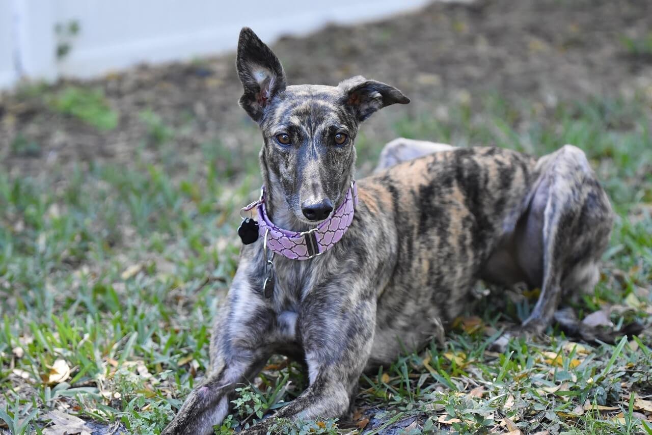 Is My Dog Too Skinny If I Can Feel Her Spine? Best 7 Tips!