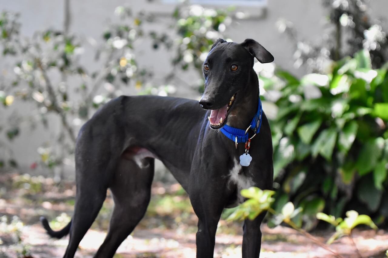 Understanding Keel Chest in Dogs: Best 7 Expert Tips!