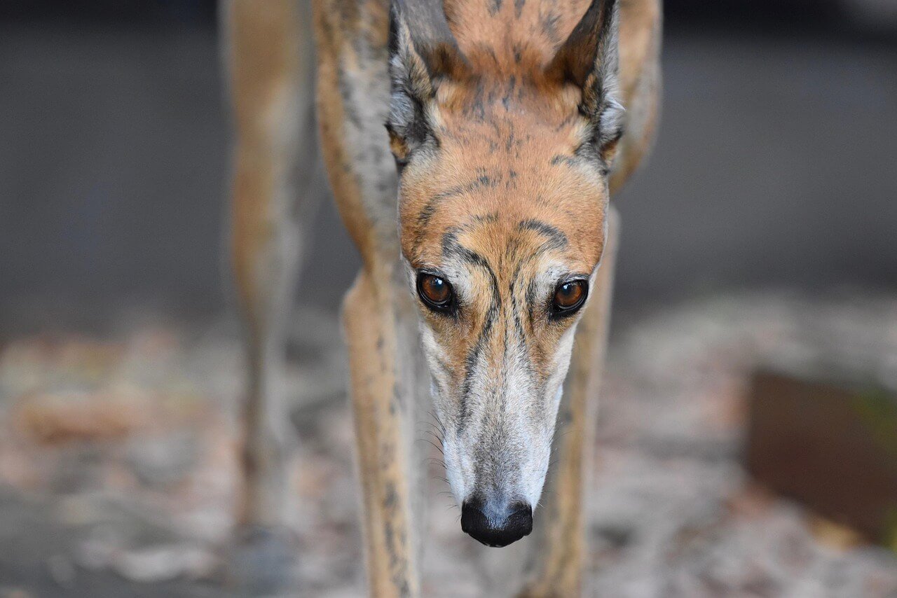 Understanding Dog Tail Injuries: Best 7 Health Tips!
