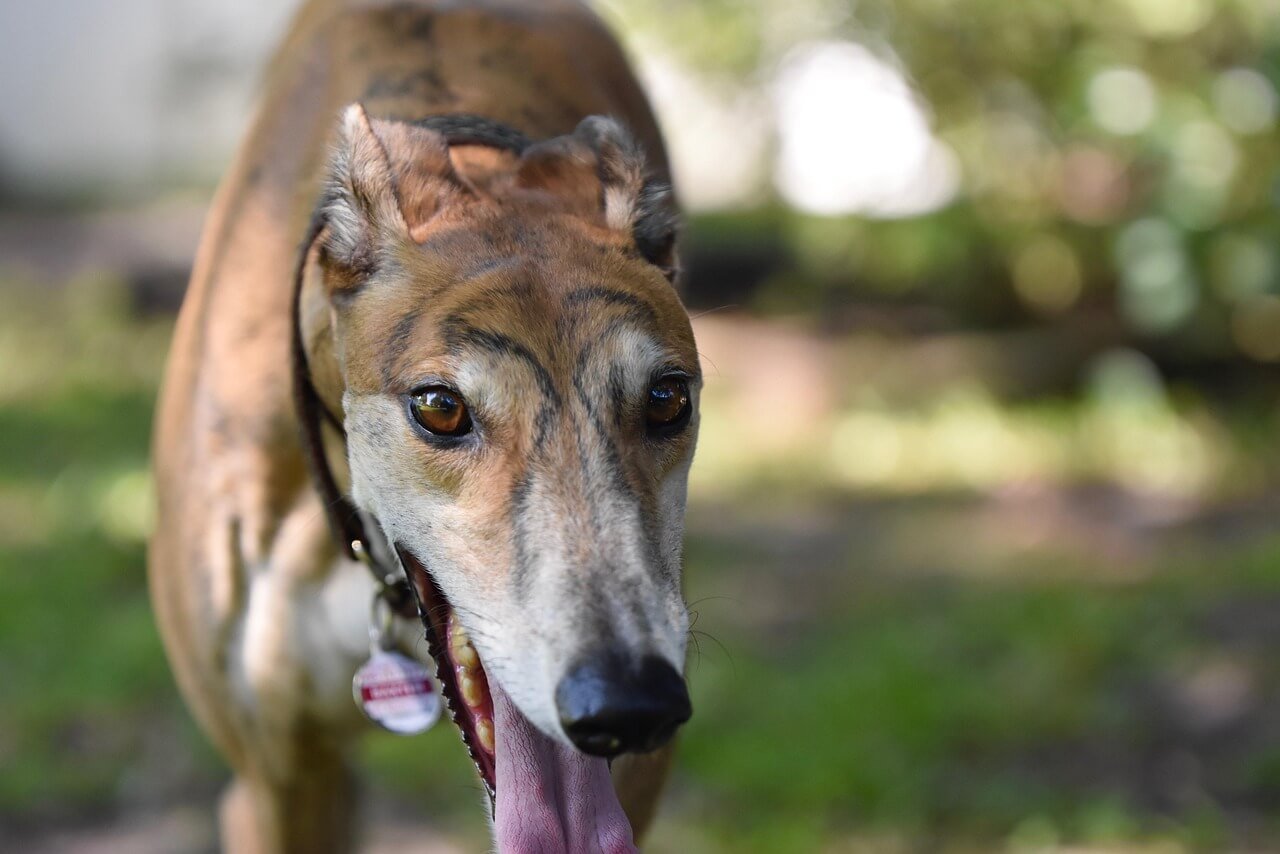Why Is My Old Dogs Spine Showing? Best 7 Expert Tips!
