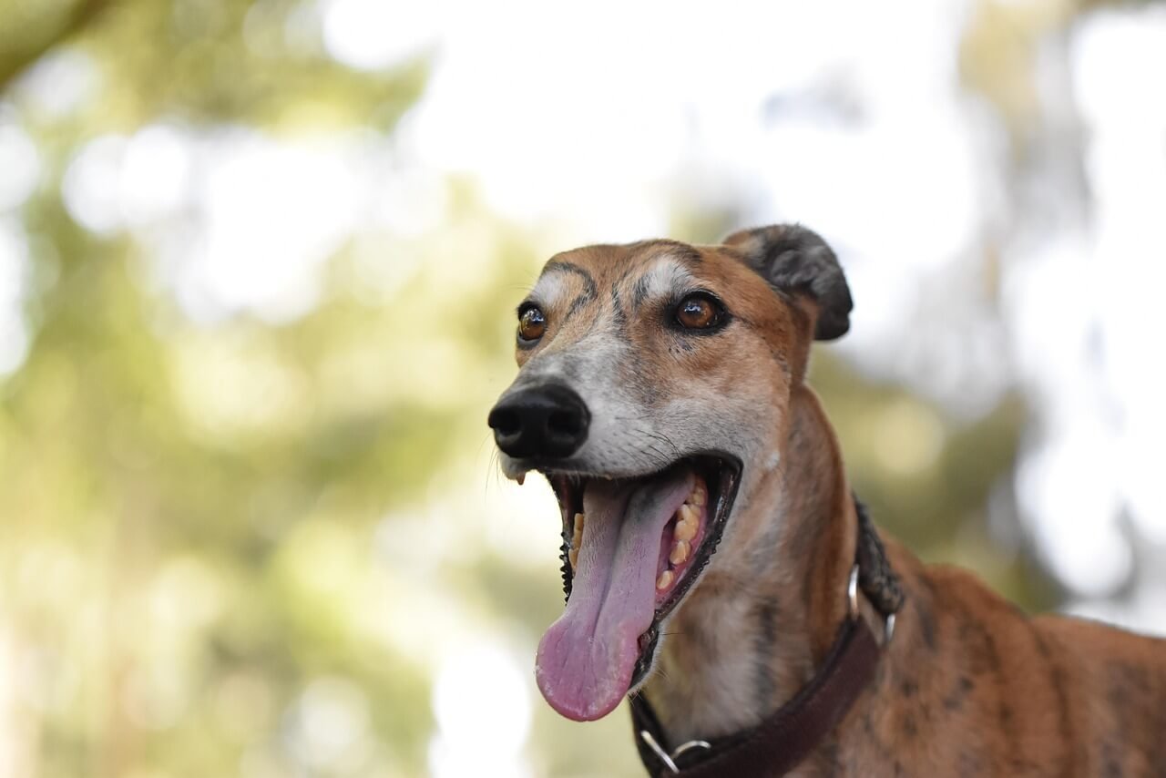 Dexamethasone for Dog Abortion: Best 7 Health Tips!