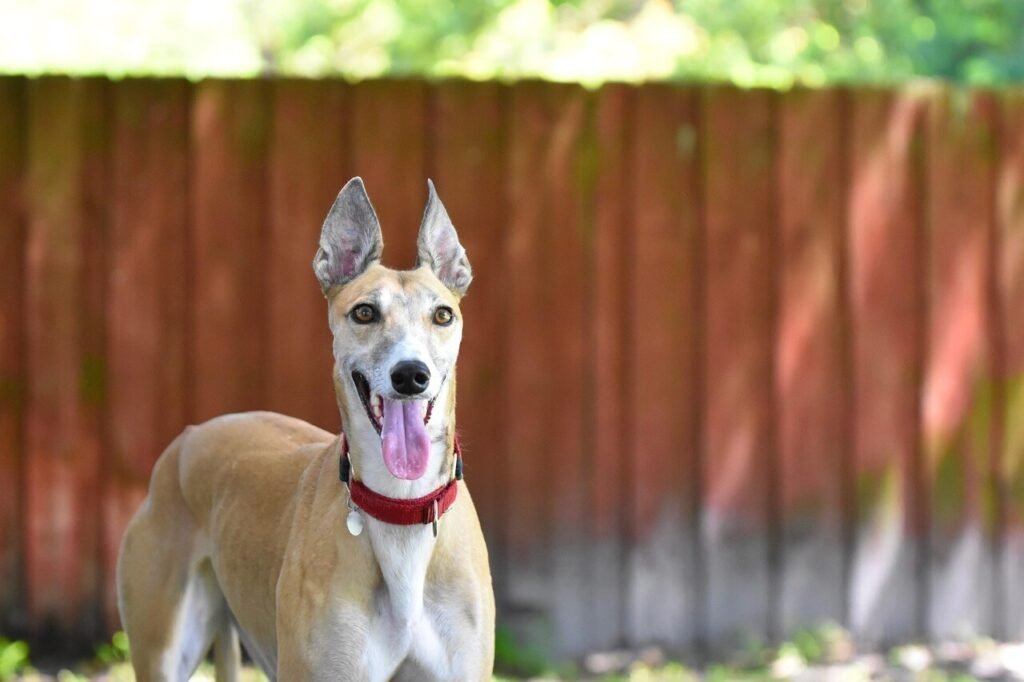 Understanding Dog Hock Anatomy: Best 7 Health Tips!