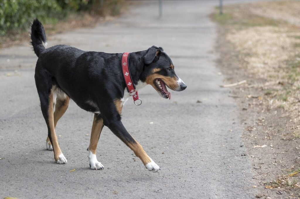 Dog Bloodshot Eyes: Best 7 Health Tips!