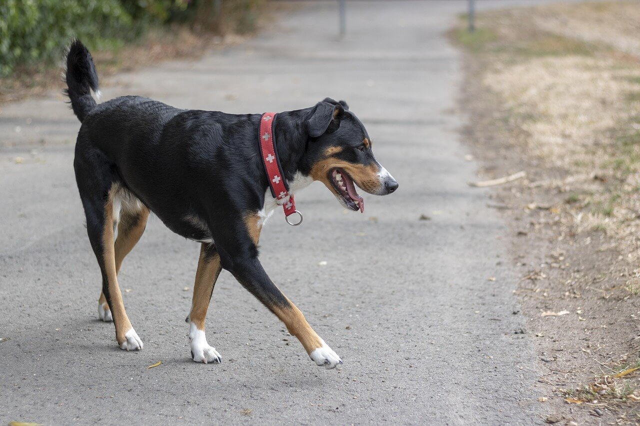 Dog Bloodshot Eyes: Best 7 Health Tips!