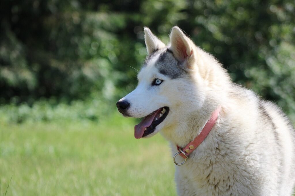 Dog Bite Antibiotic Prophylaxis: Best 7 Health Tips!