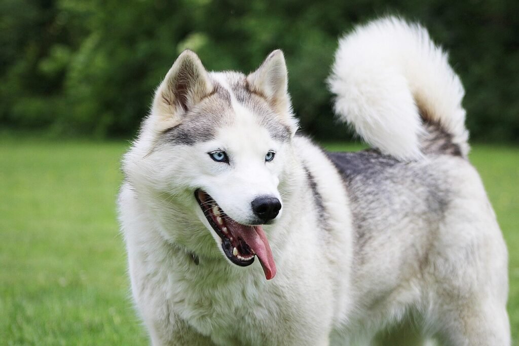 Why Do Dogs Stare at You When They Poop? Best 7 Tips!