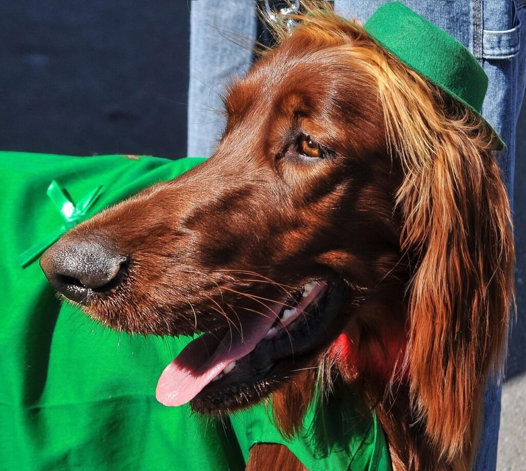 How to Clean Dog Eye Boogers: Best 7 Expert Tips!