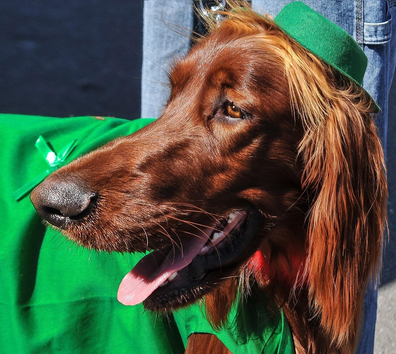 How to Clean Dog Eye Boogers: Best 7 Expert Tips!