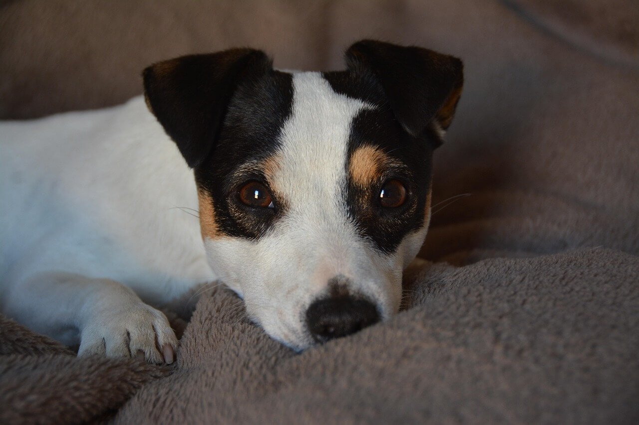 Dog Organs Anatomy: Best 7 Health Tips!