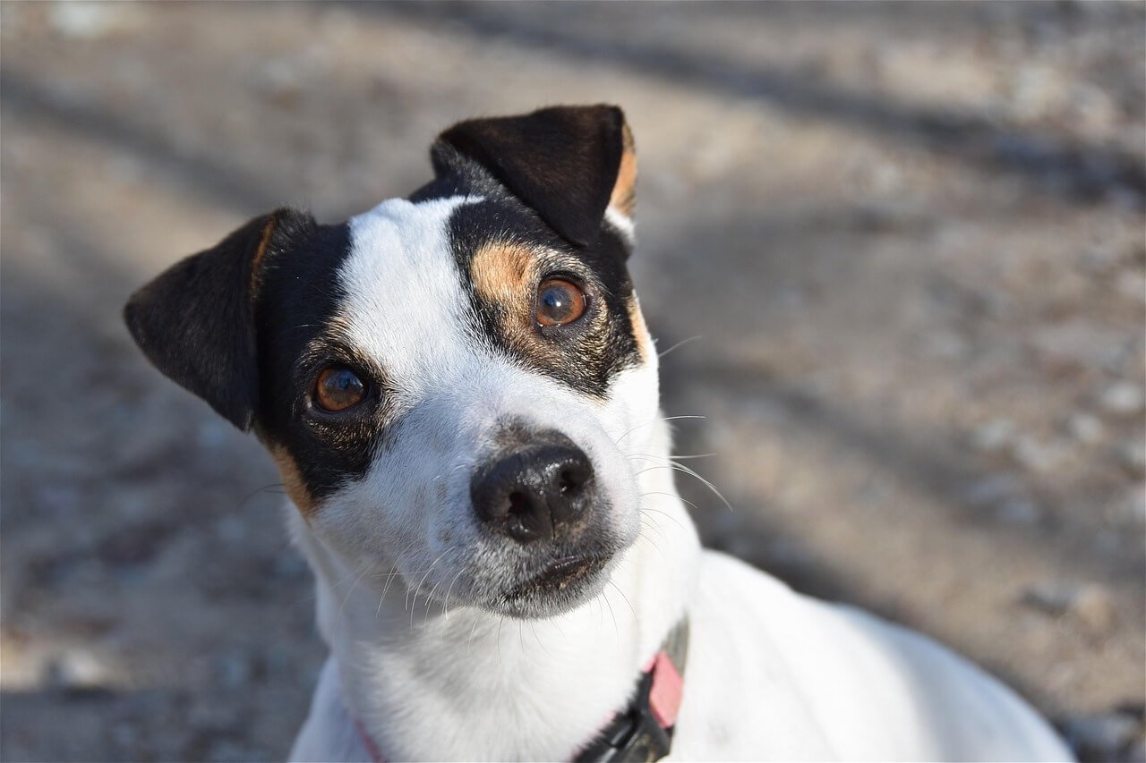 Can Dogs Pull a Muscle? Best 7 Expert Tips!
