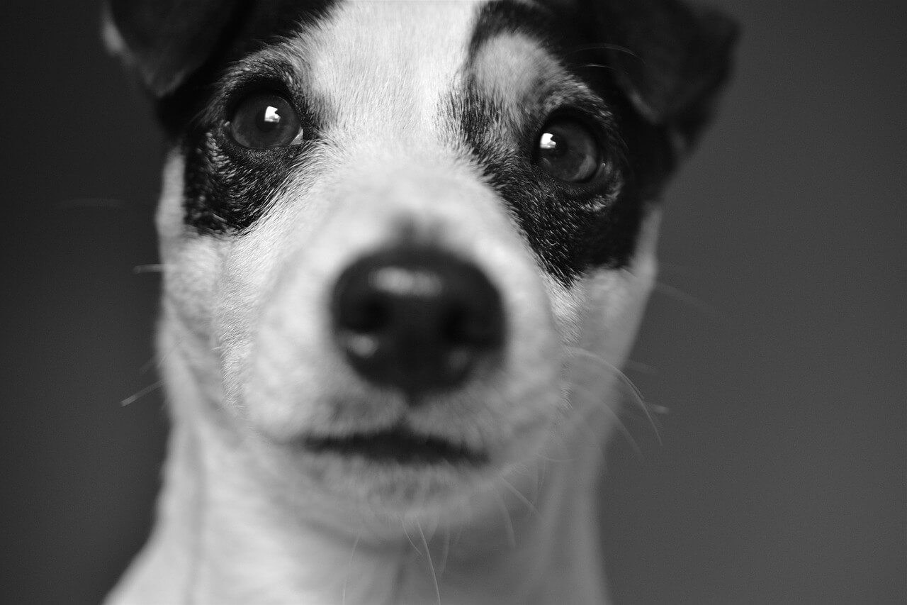Dog Collar Rash Treatment: Best 7 Expert Tips!