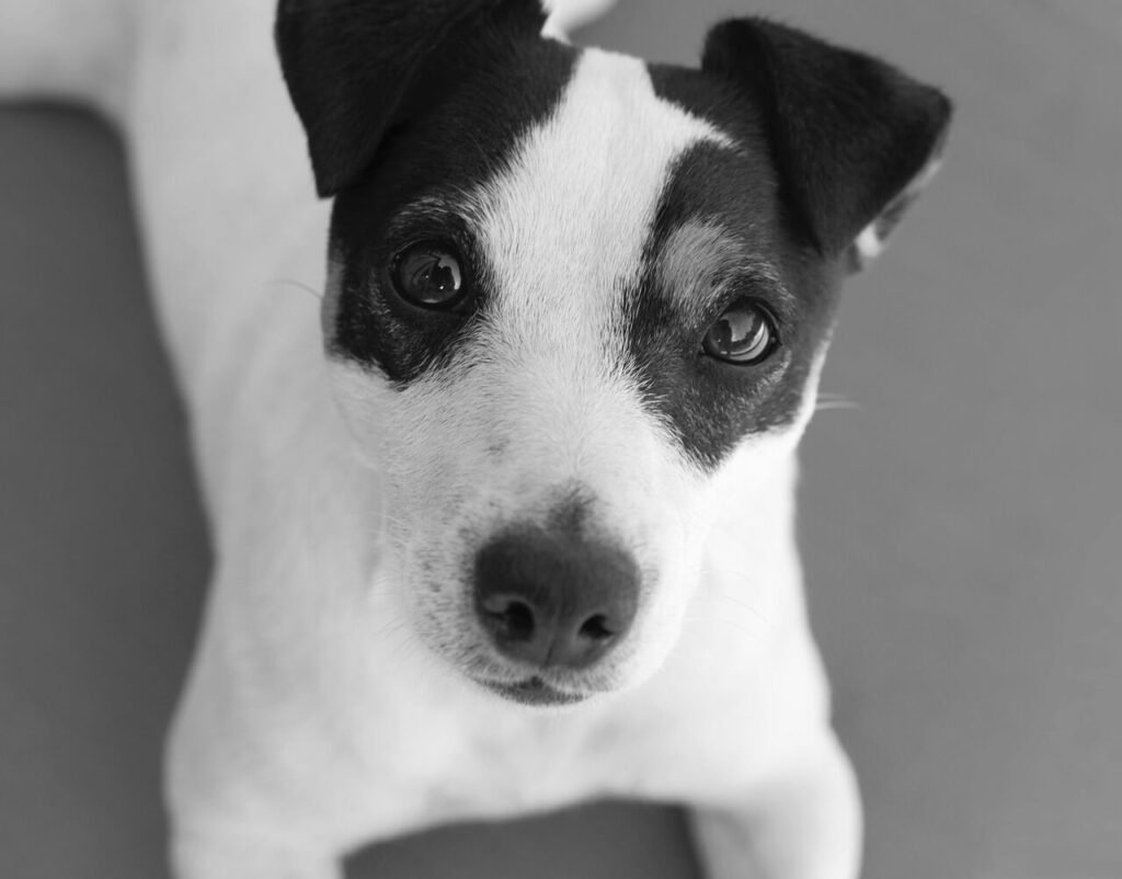 Can a Dog DNA Test Tell Age? Best 7 Expert Tips!