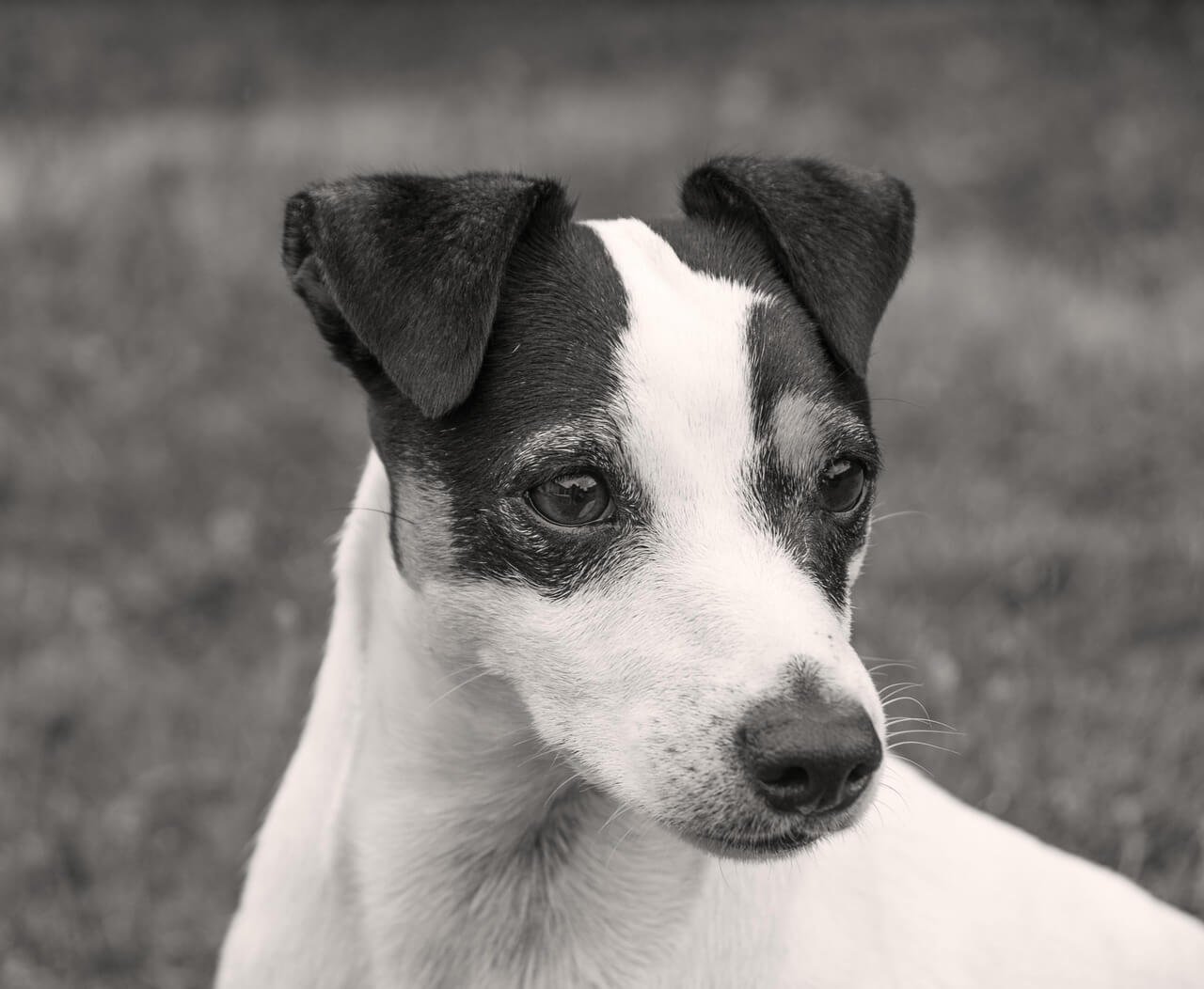 Why Is My Dogs Pee Brown? Best 7 Health Tips!