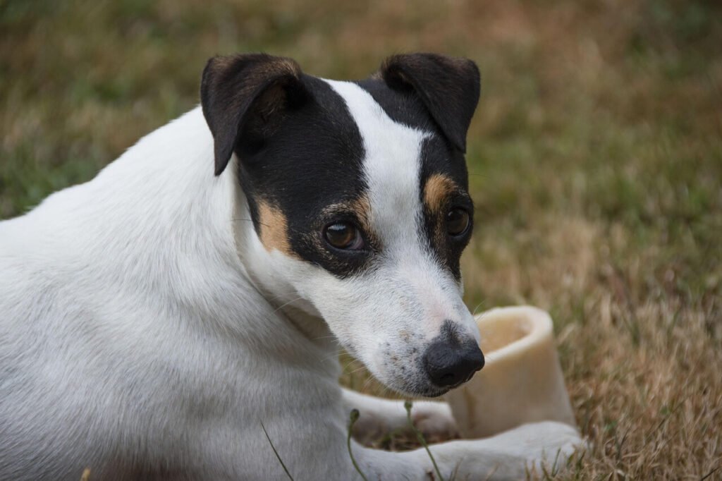 Can Dogs Drink Almond Milk? Best 7 Health Tips!