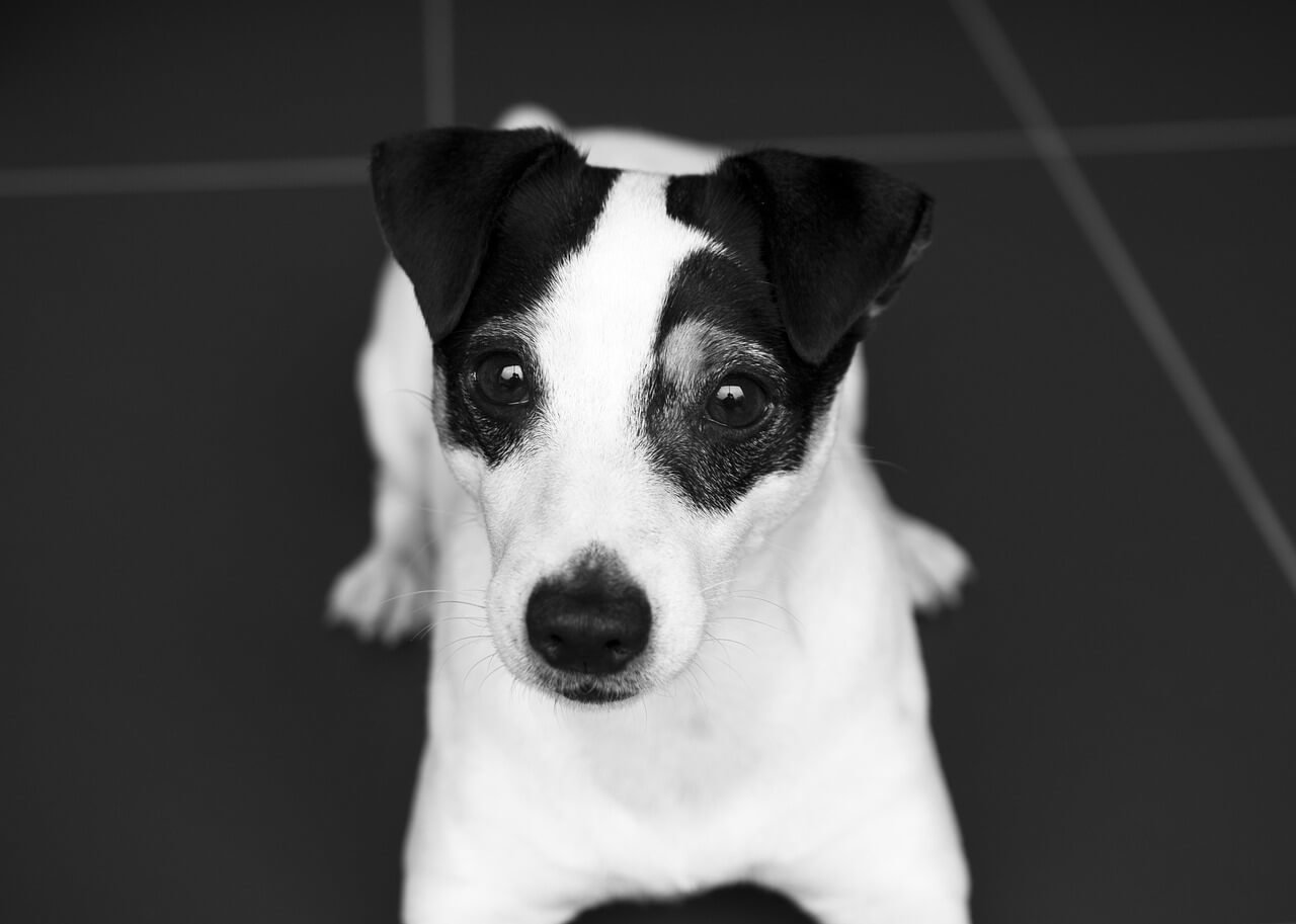 Can Dogs Eat Liver? Best 7 Expert Tips!