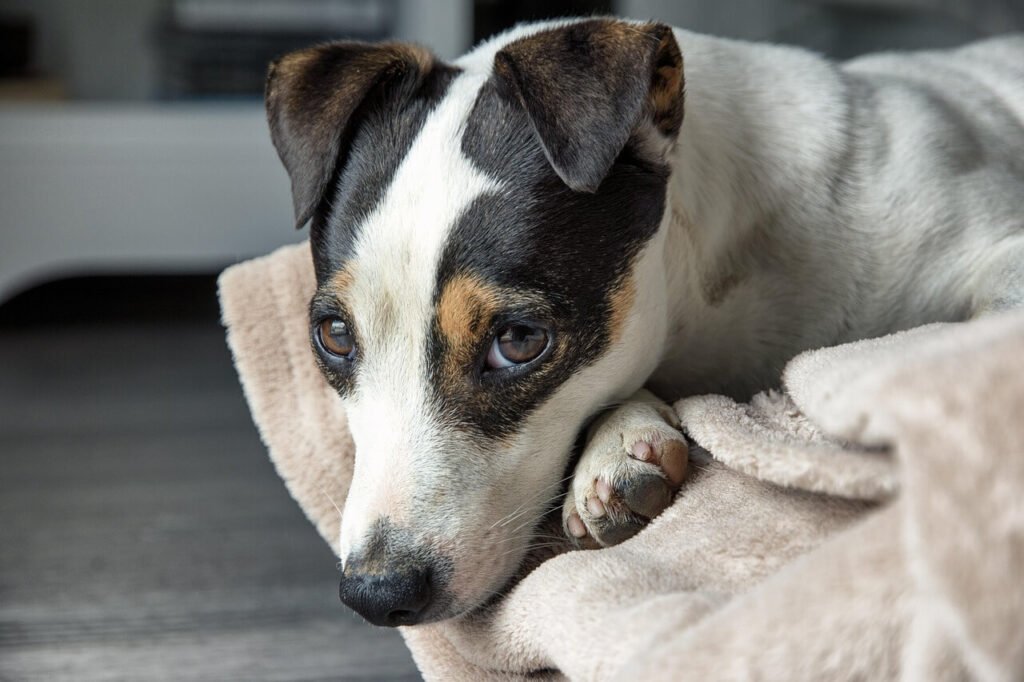 How Long Is a Dog Neuter Surgery? Best 7 Tips!