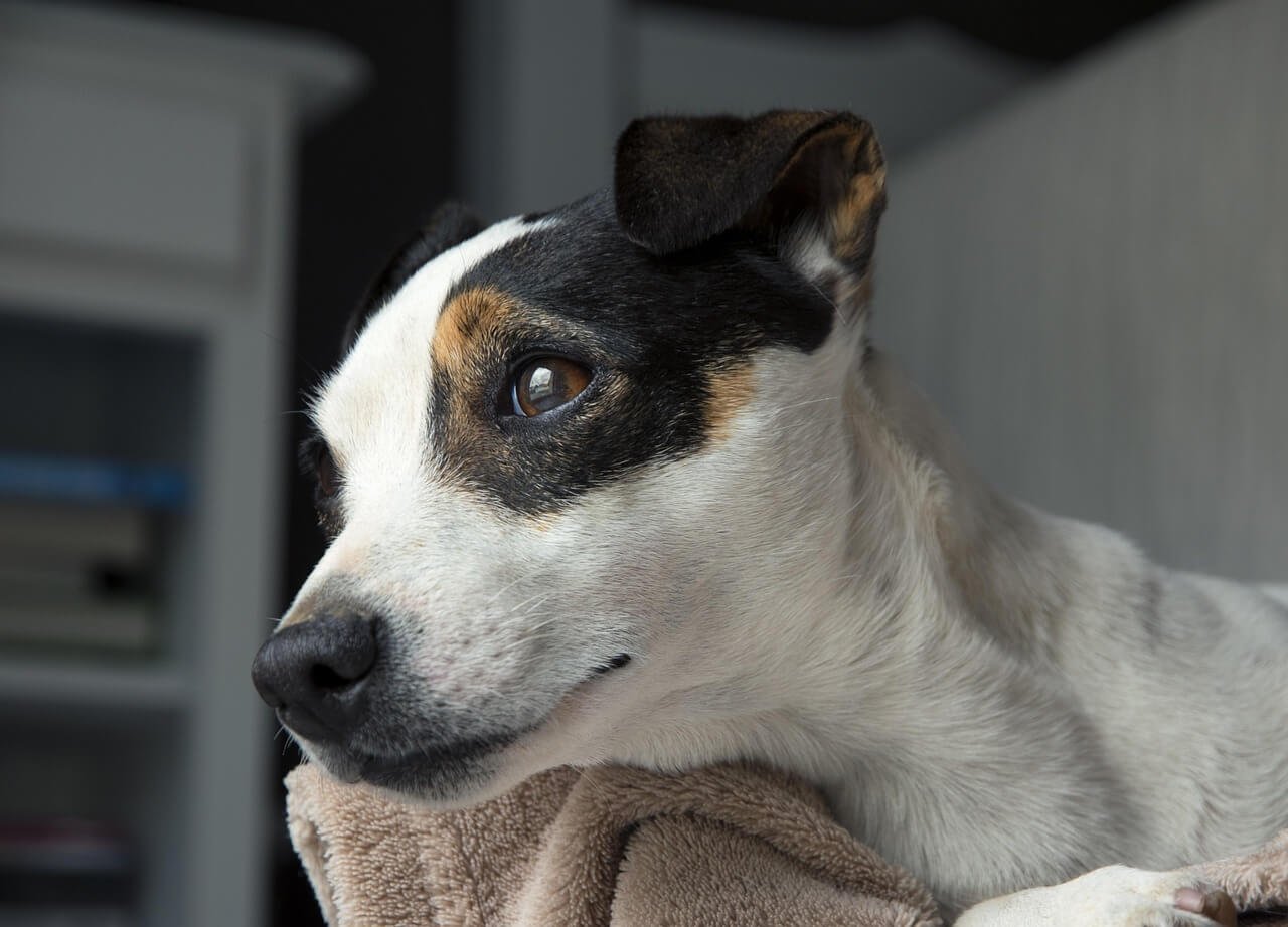 Do Dogs Drink Their Pee? Best 7 Health Tips!
