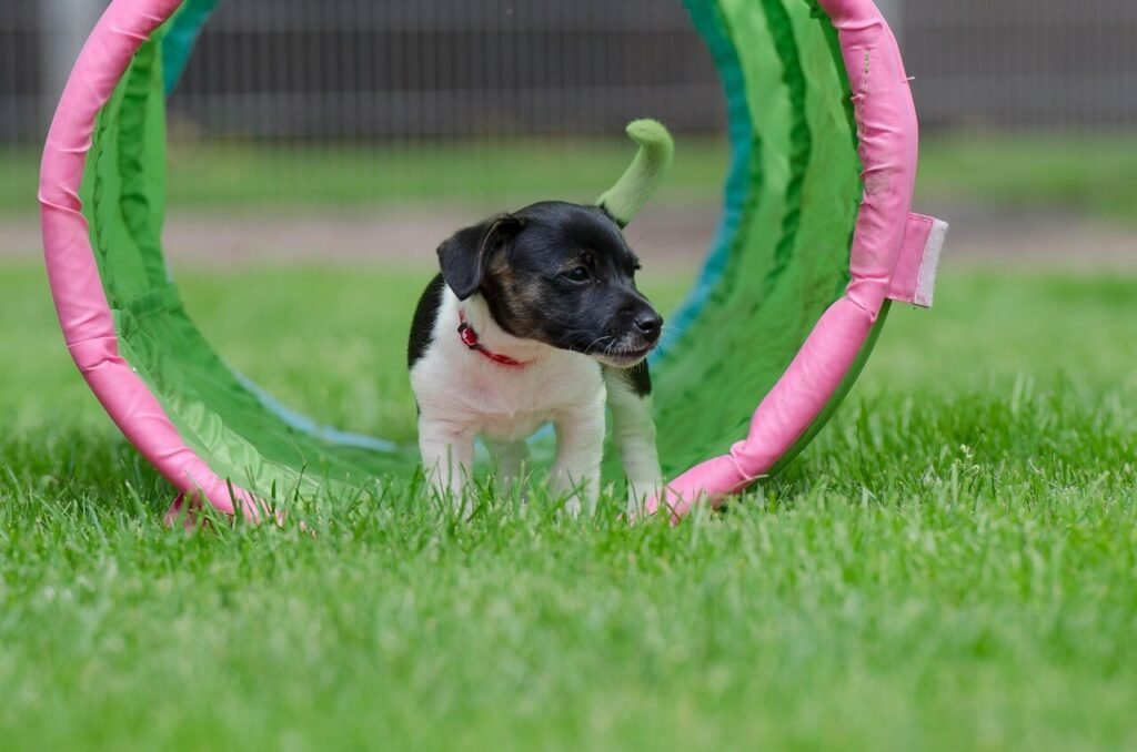 Can Dogs Eat Vanilla Cake? Best 7 Health Tips!
