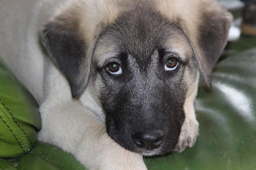Kangal Dog Characteristics: Best 7 Expert Tips!