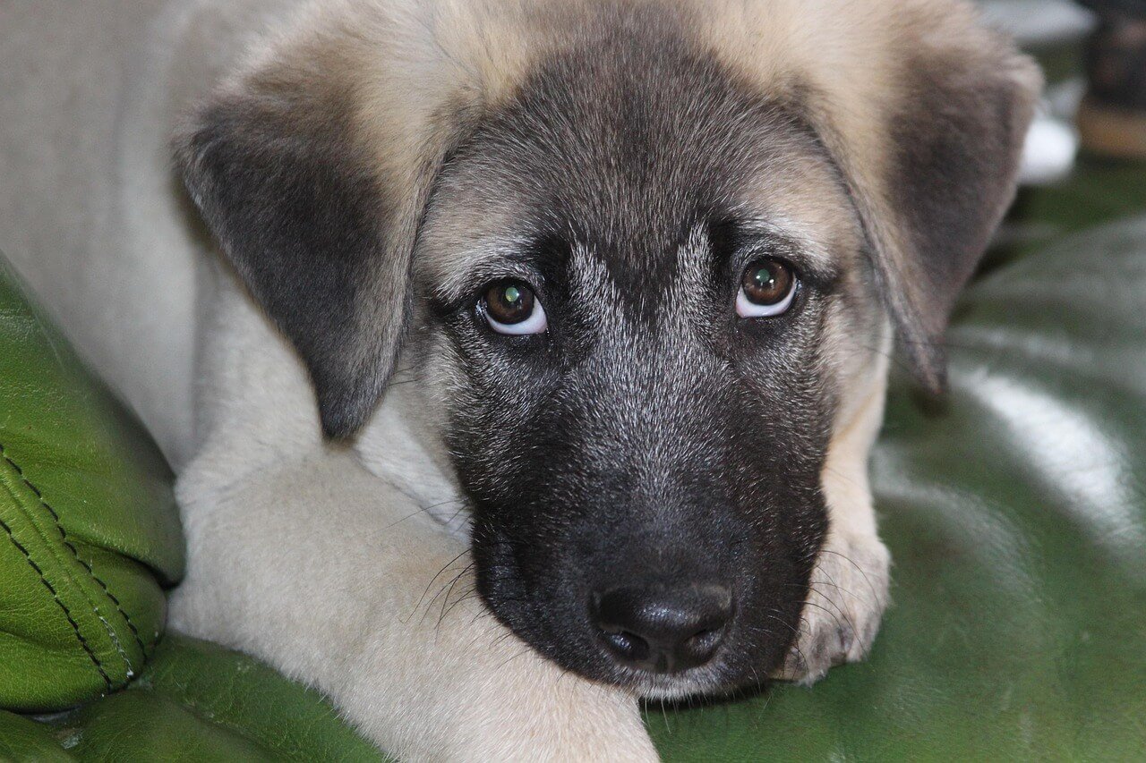 Kangal Dog Characteristics: Best 7 Expert Tips!