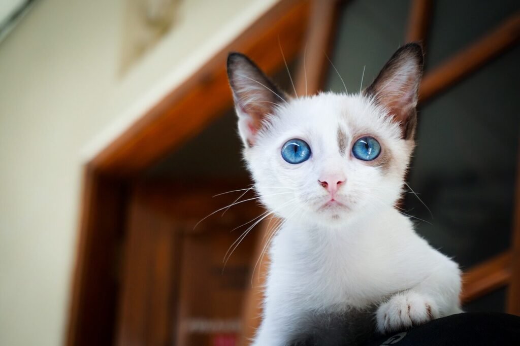 Cat Urine High pH: Best 7 Expert Tips!