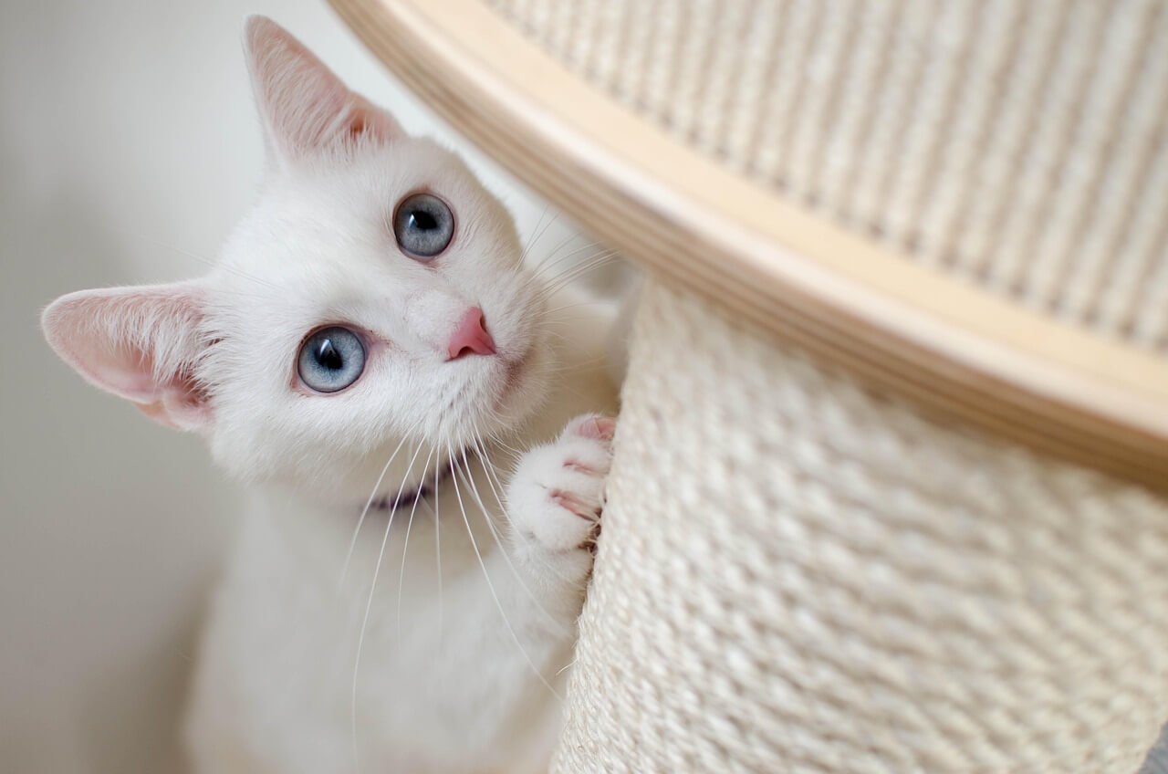 Kitten Vaccines at Home: Best 7 Expert Tips!