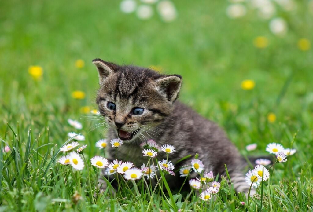 Cat Bleeding from Nose and Mouth: Best 7 Health Tips!