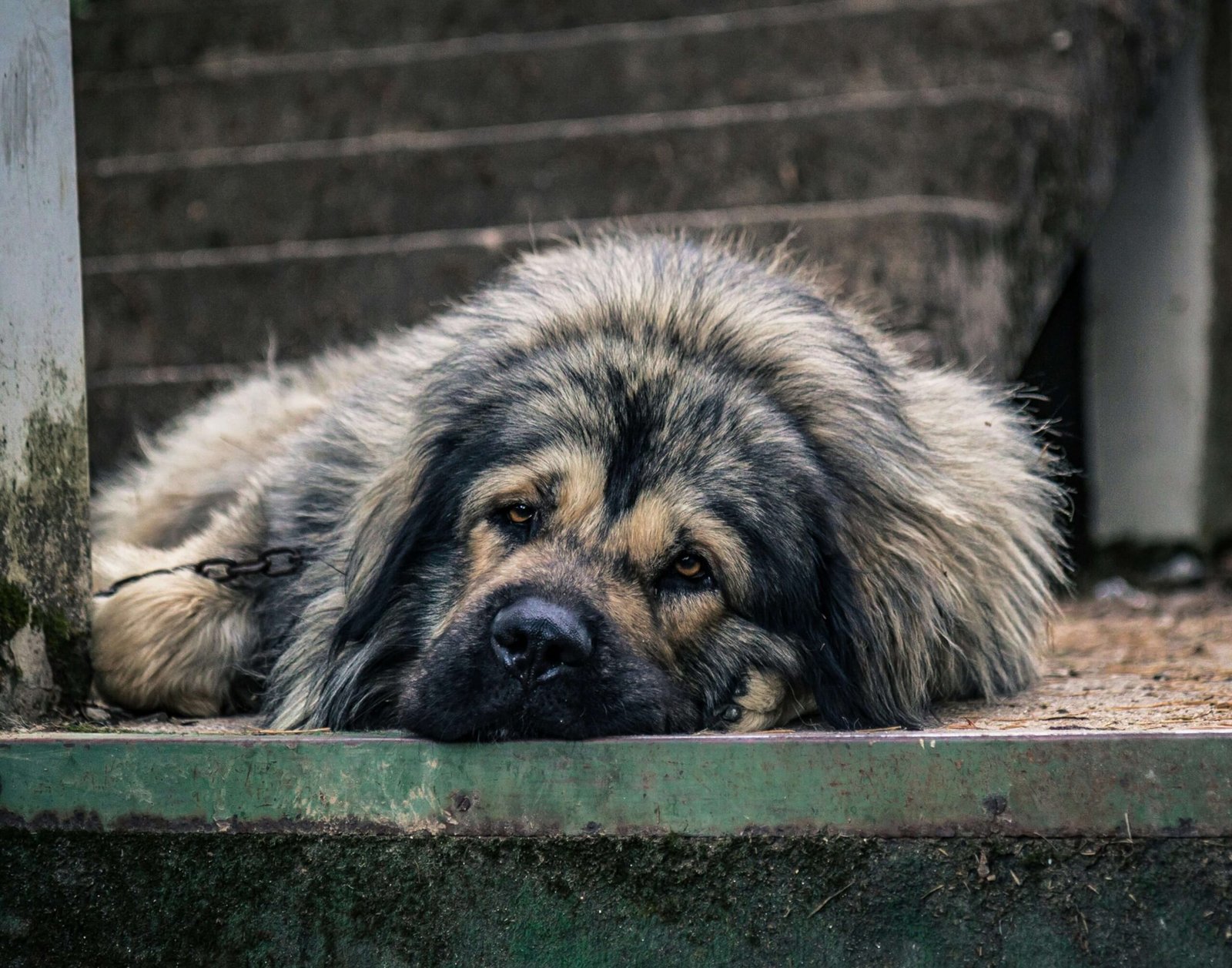The Majestic Yugoslavian Shepherd Dog: Best 7 Expert Tips!