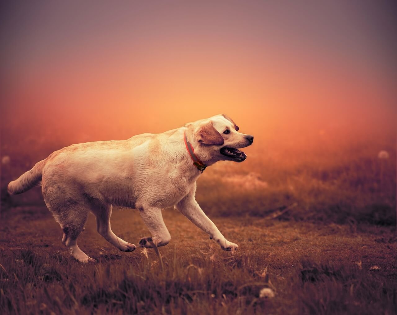 Understanding a Dogs Curved Spine: Best 7 Expert Tips!
