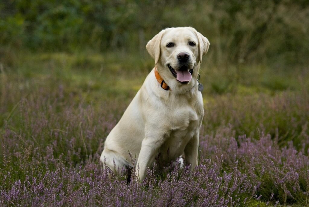Understanding Dog Eye Crust: Best 7 Health Tips!