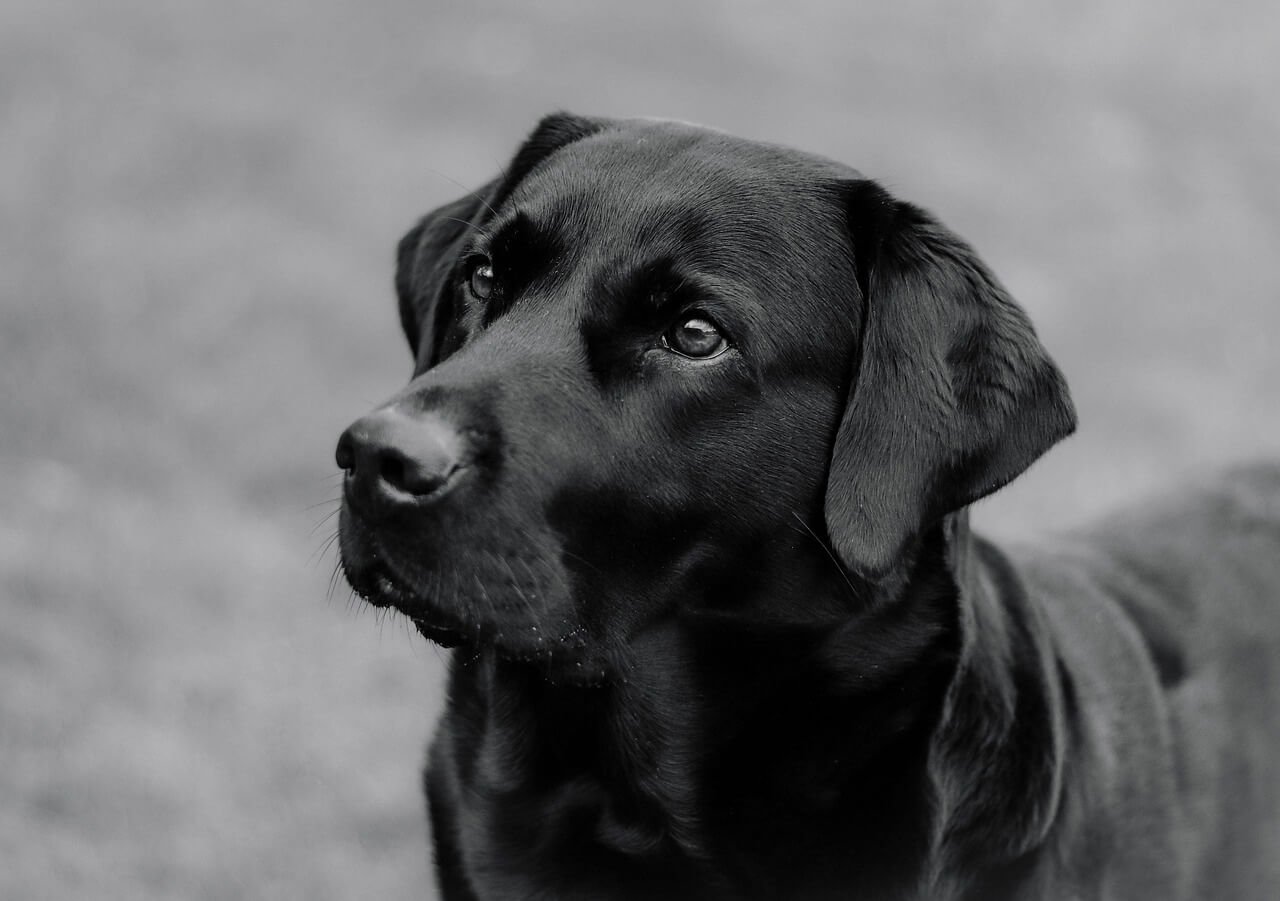 What Size Crate for a 70 lb Dog? best 7 Expert Tips!