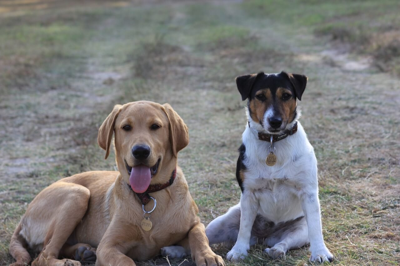 Antibiotics for Dog Infections: Best 7 Health Tips!