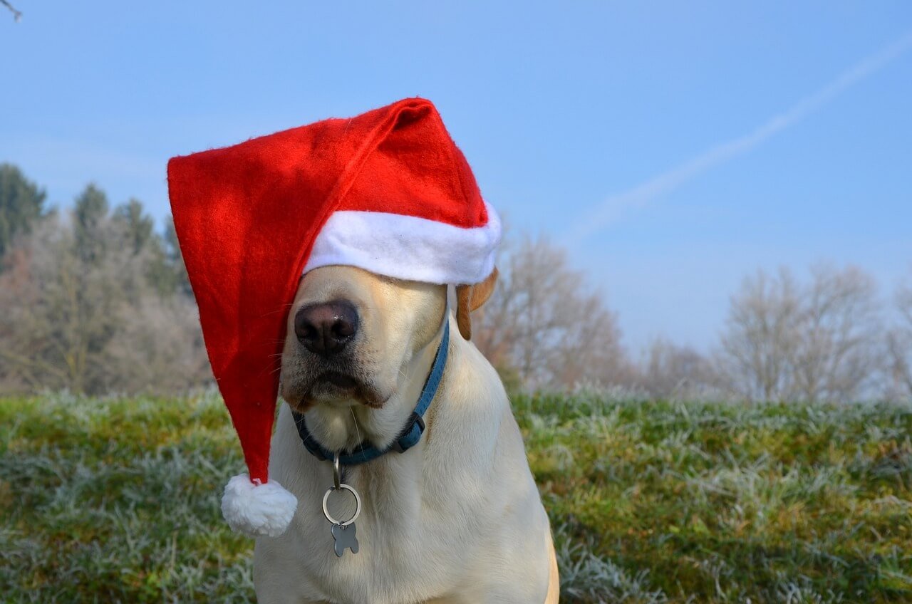 Are Labradors Good Guard Dogs? Best 7 Expert Tips!