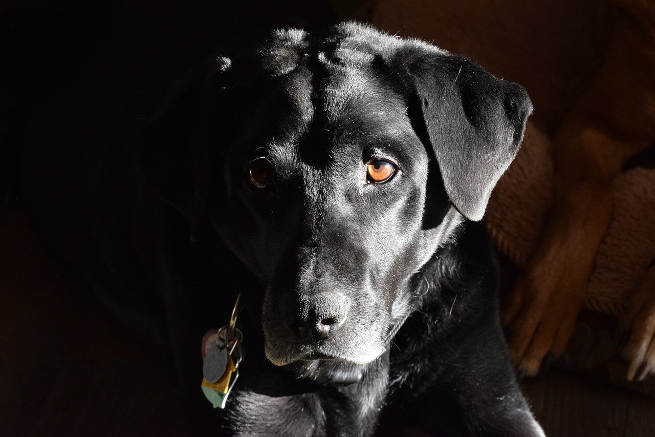 Is Salt Bad for Dogs? Best 7 Health Tips!