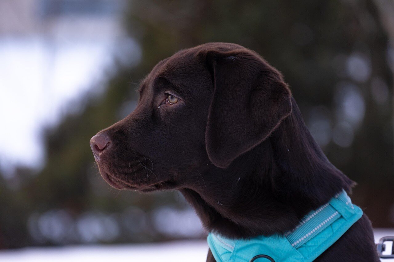 Labrador Retriever Temperature Tolerance: Best 7 Tips!