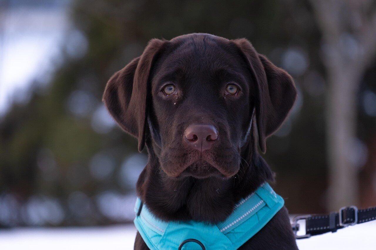 Liver Cancer in Dogs: Best 7 Health Tips!