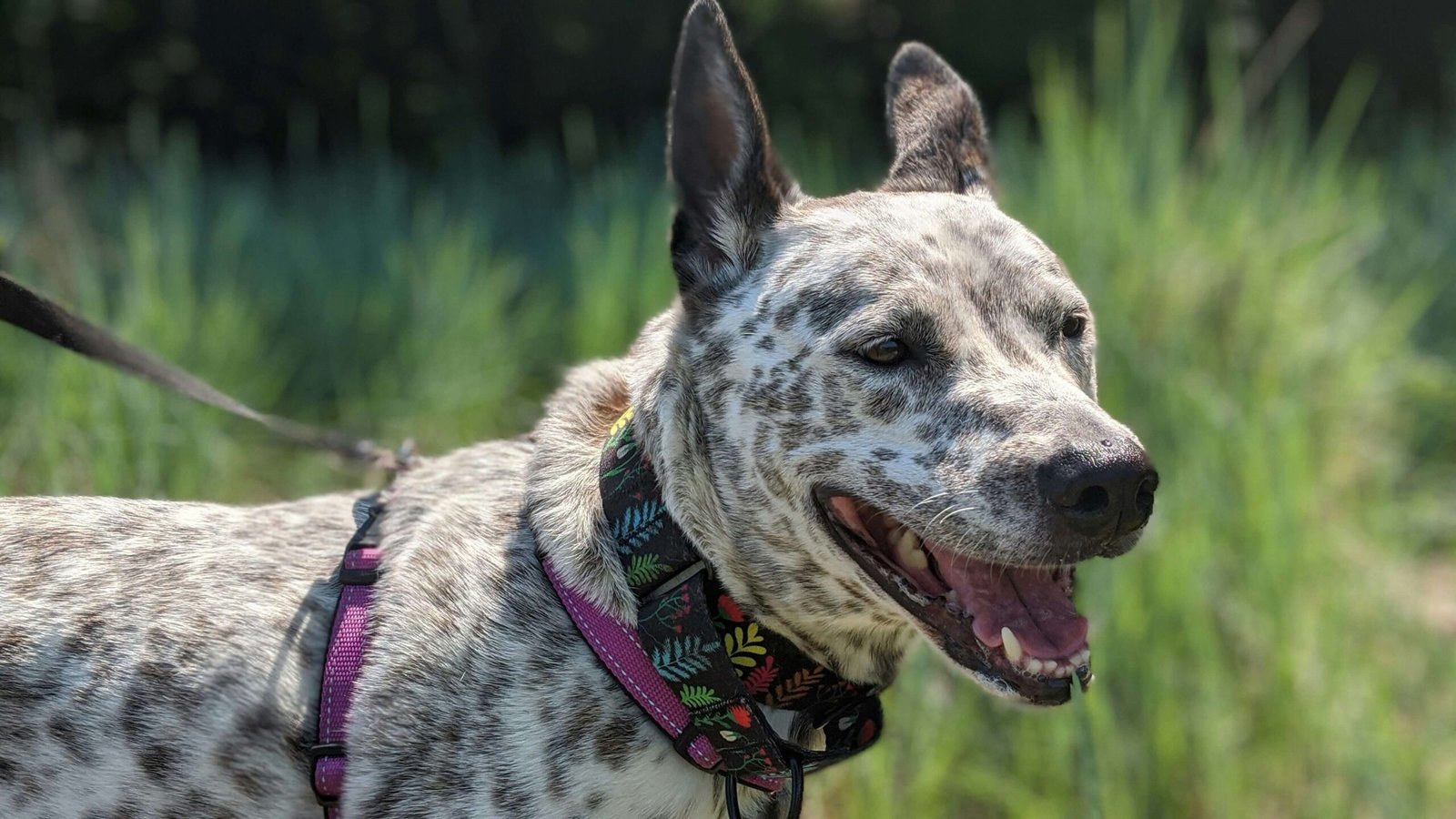 Cattle Dog Lifespan: Best 7 Expert Tips!