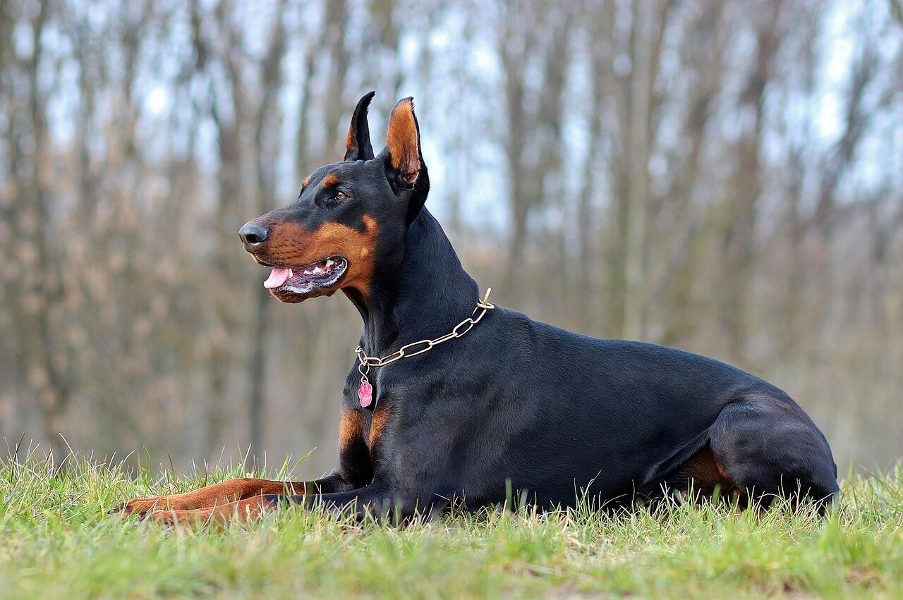 Can I Give My Dog Salmon Oil Every Day? Best 7 Tips!