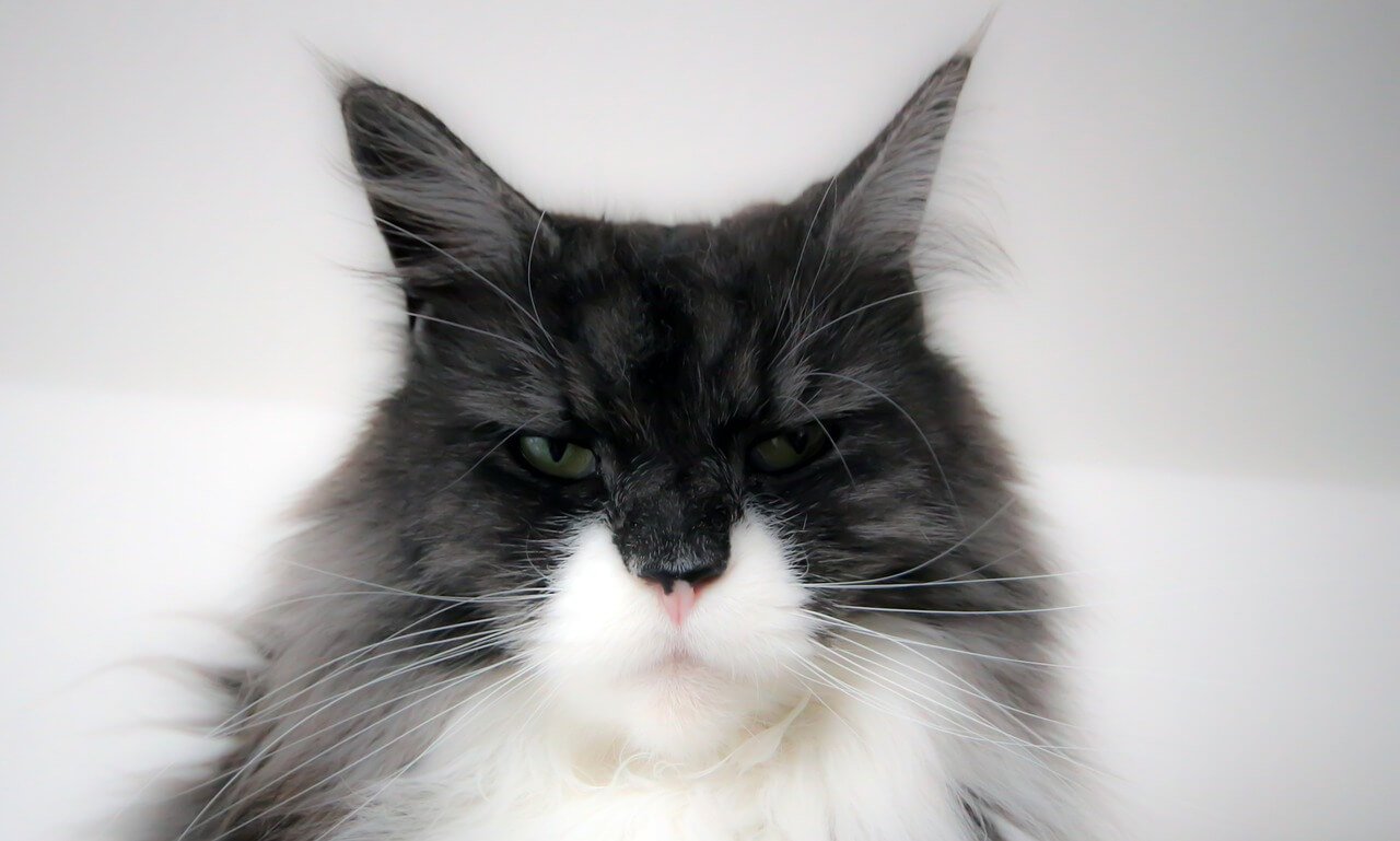 Signs of Cancer in Cats: Best 7 Expert Tips!