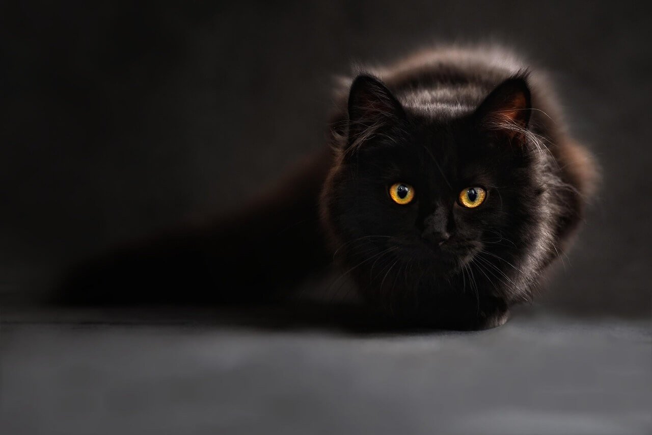 How to Change a Cats Food Safely: Best 7 Expert Tips!