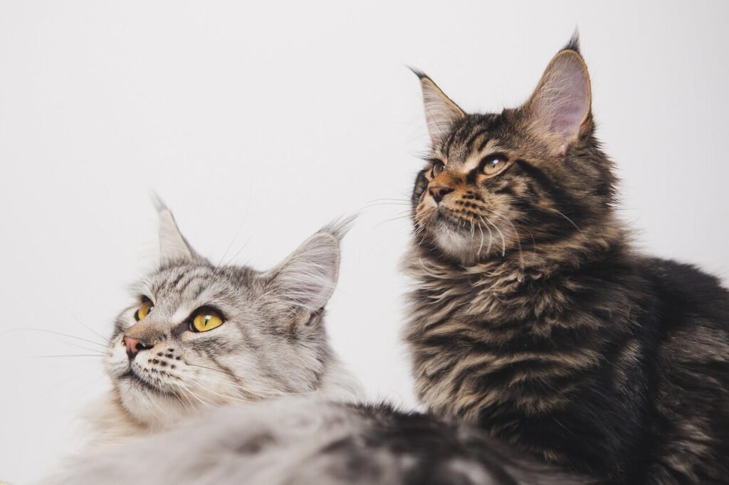 Understanding Cat Ear Cancer: Best 7 Expert Tips!