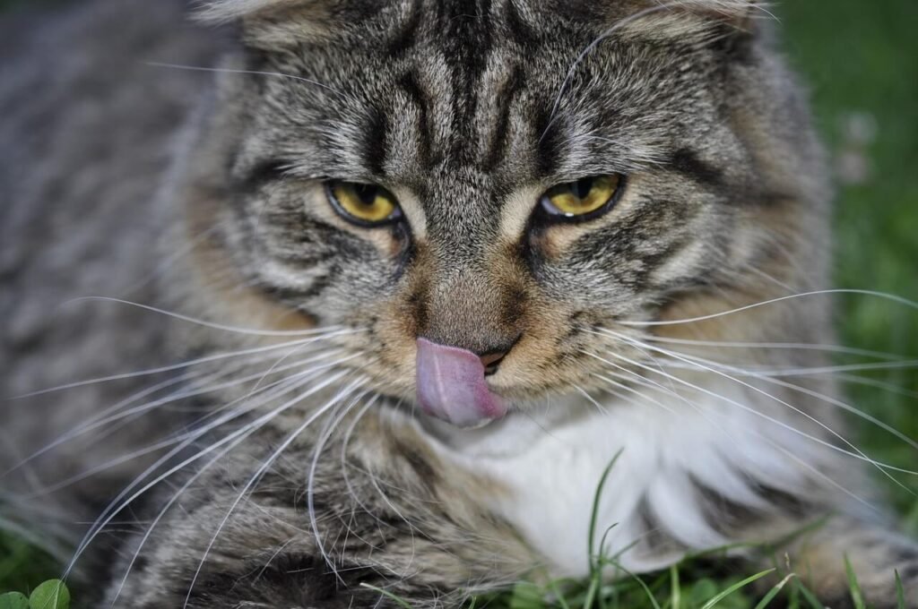 Understanding Cat Paw Abscess: Best 7 Health Tips!