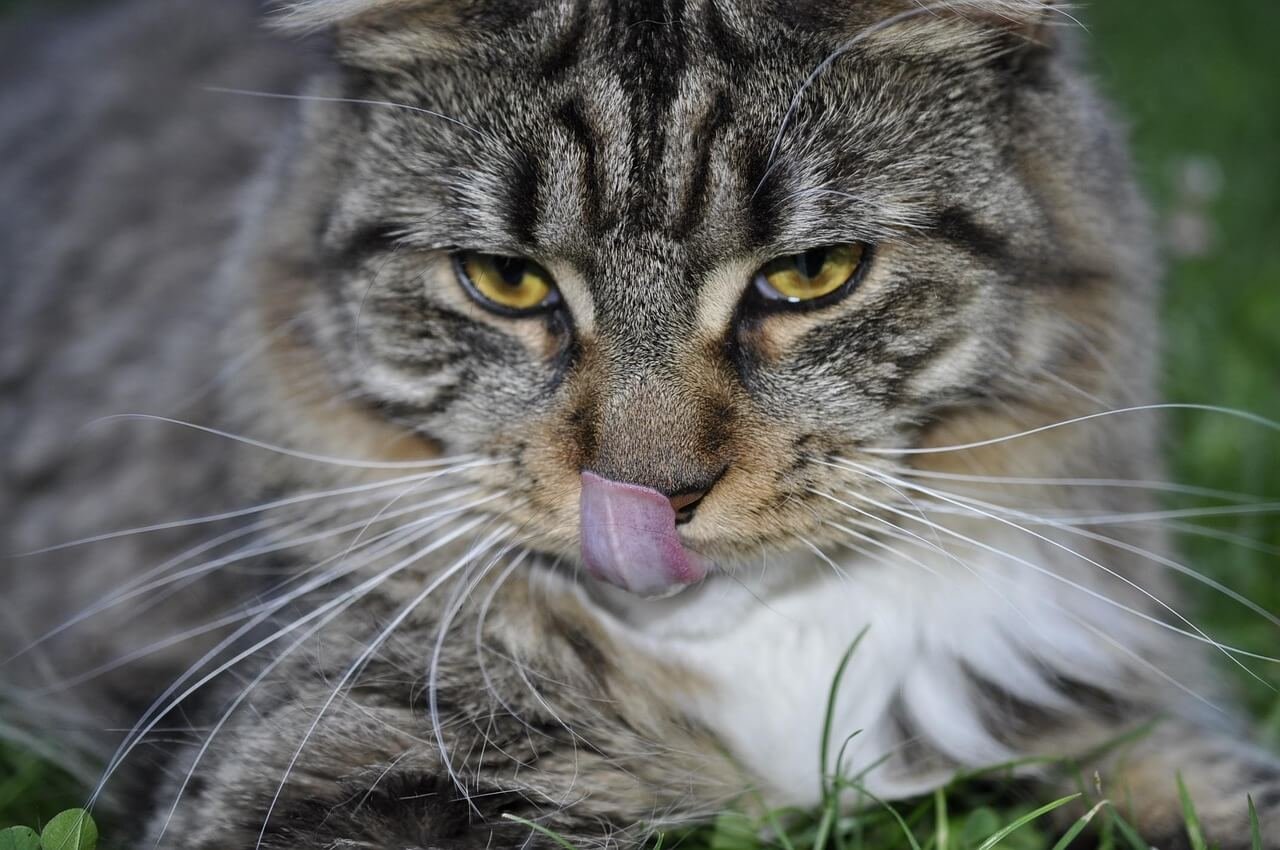 How Often Should You Deworm a Cat? Best 7 Tips!