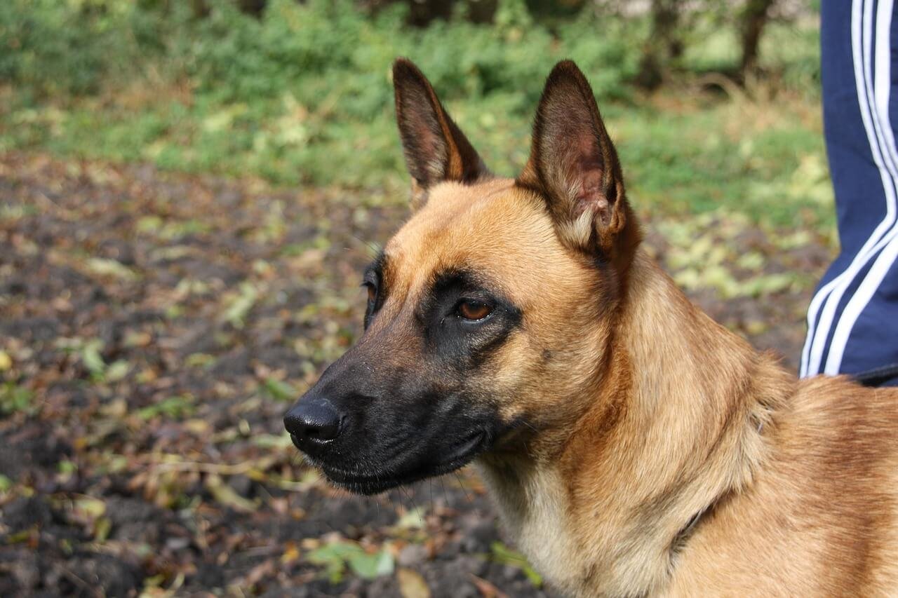 Dog Ear Infection and Tea Tree Oil: Best 7 Expert Tips!