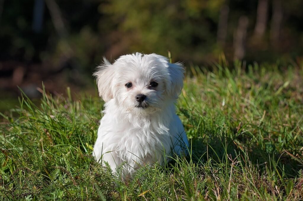 Understanding Stomach Cancer in Dogs: Best 7 Tips!